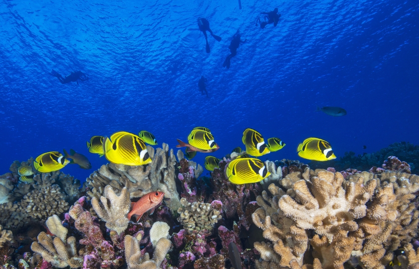 Fish swimming in shallow water