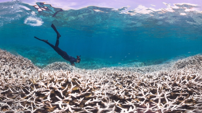 A diver swims near a patch of white corals.
